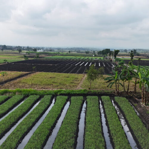 Galeri Project Sistem Anti Hama PT Terangin Terang Sedunia (6)